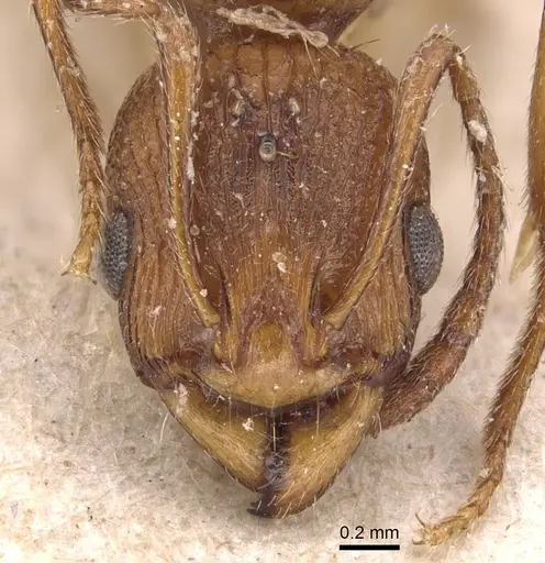 Malagidris belti - CASENT0904715