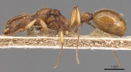 Malagidris belti - CASENT0904715