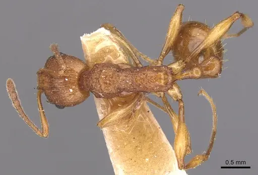 Malagidris belti - CASENT0904716