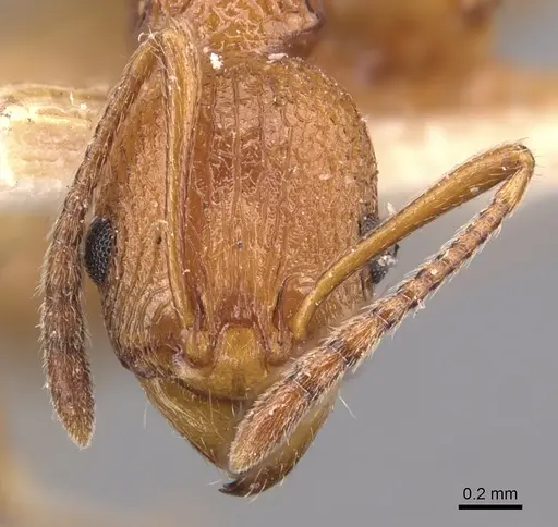 Malagidris belti - CASENT0904716