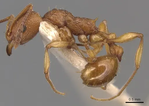 Malagidris belti - CASENT0904716