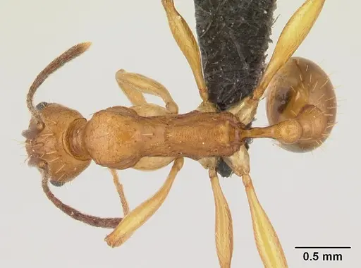 Malagidris dulcis specimen