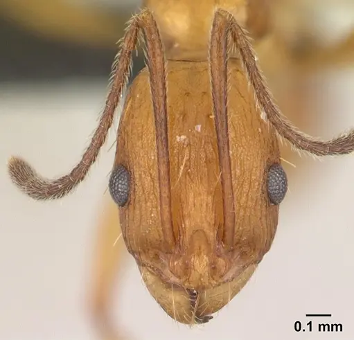 Malagidris dulcis specimen