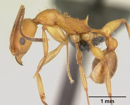 Malagidris dulcis specimen