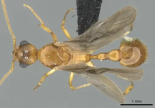 Malagidris dulcis - CASENT0135071