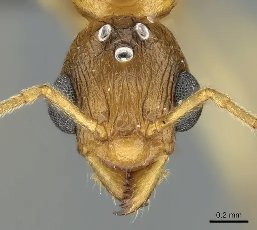 Malagidris dulcis - CASENT0135071