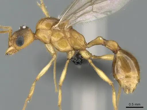 Malagidris dulcis - CASENT0135071