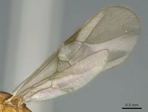 Malagidris dulcis - CASENT0135071