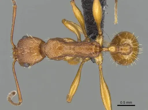 Malagidris dulcis - CASENT0141811