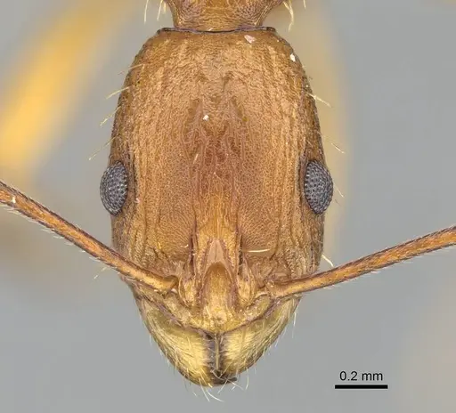 Malagidris dulcis - CASENT0141811