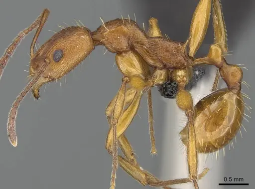 Malagidris dulcis - CASENT0141811