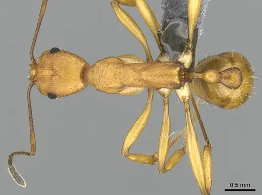 Malagidris galokoa specimen