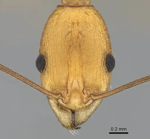 Malagidris galokoa specimen