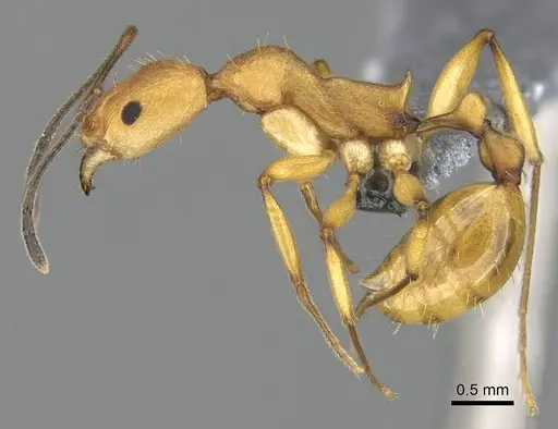 Malagidris galokoa specimen