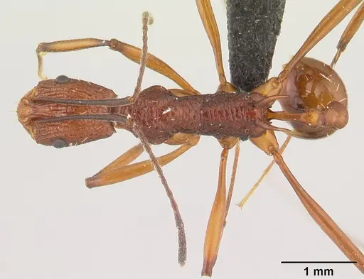 Malagidris jugum specimen