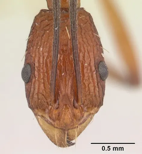 Malagidris jugum specimen