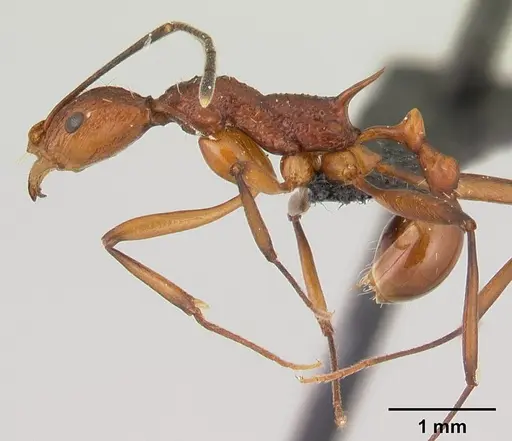 Malagidris jugum specimen