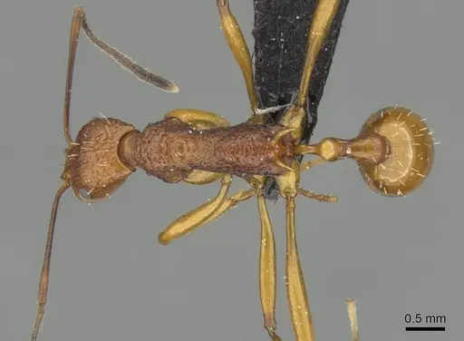 Malagidris jugum - CASENT0054119