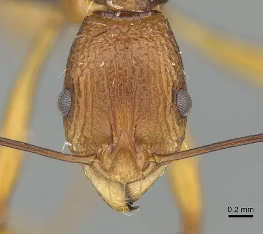 Malagidris jugum - CASENT0054119