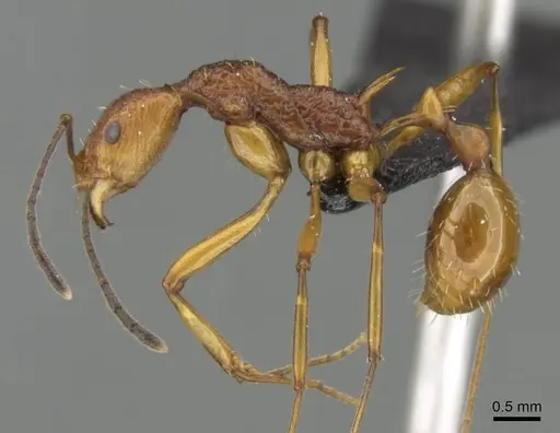 Malagidris jugum - CASENT0054119