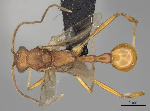 Malagidris jugum - CASENT0081750