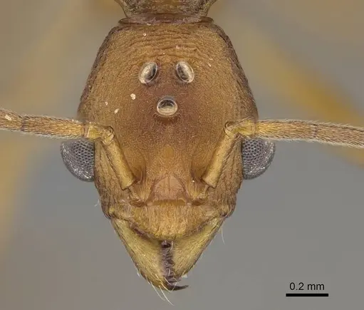 Malagidris jugum - CASENT0081750