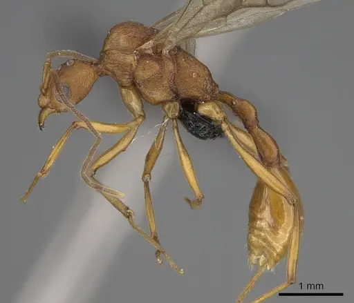 Malagidris jugum - CASENT0081750