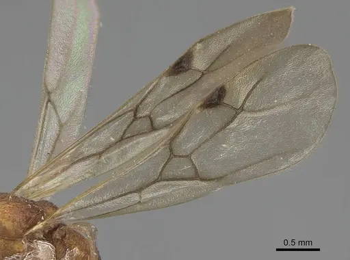 Malagidris jugum - CASENT0081750