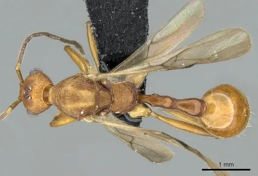 Malagidris jugum - CASENT0081751