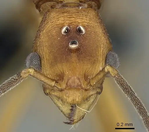 Malagidris jugum - CASENT0081751