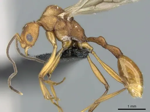 Malagidris jugum - CASENT0081751