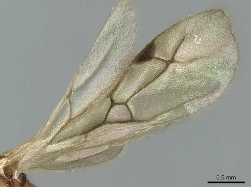 Malagidris jugum - CASENT0081751