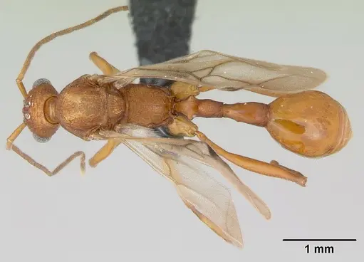 Malagidris jugum - CASENT0082288