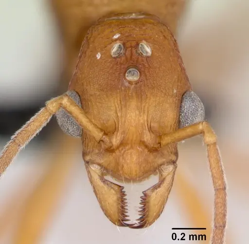 Malagidris jugum - CASENT0082288