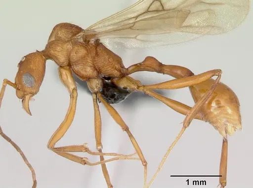 Malagidris jugum - CASENT0082288