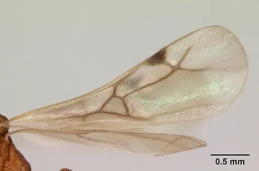 Malagidris jugum - CASENT0082288