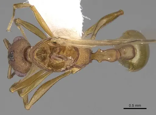 Malagidris jugum - CASENT0085227-D01