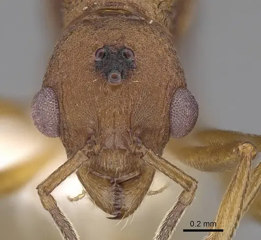 Malagidris jugum - CASENT0085227-D01