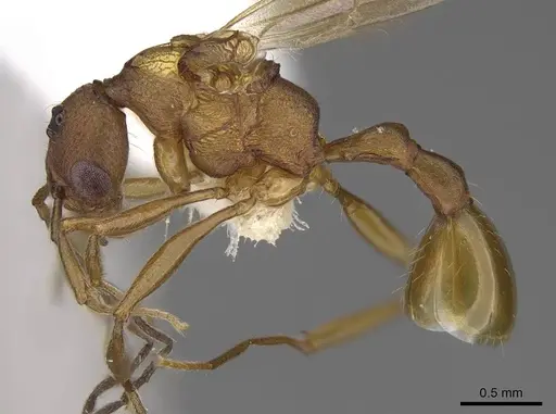 Malagidris jugum - CASENT0085227-D01