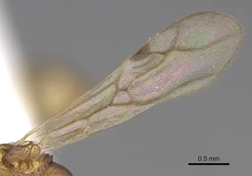 Malagidris jugum - CASENT0085227-D01