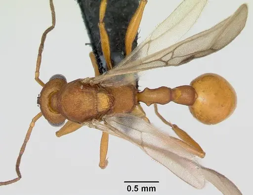 Malagidris jugum - CASENT0085227