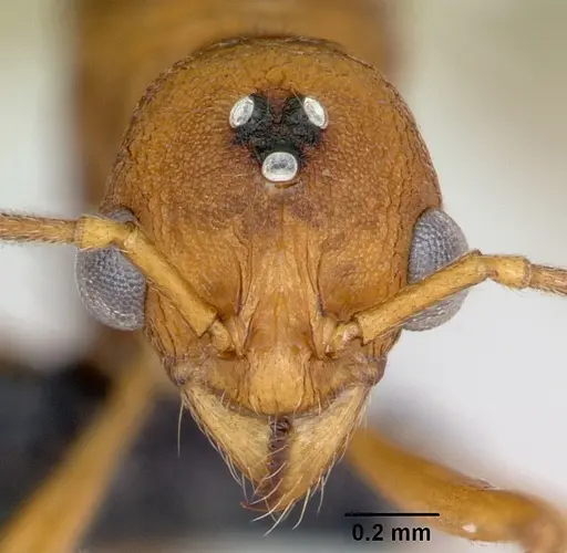 Malagidris jugum - CASENT0085227