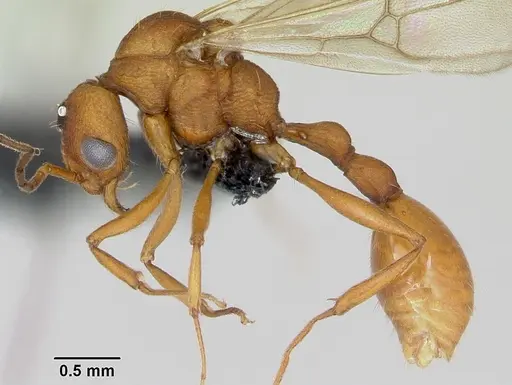 Malagidris jugum - CASENT0085227