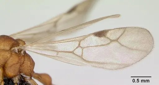 Malagidris jugum - CASENT0085227