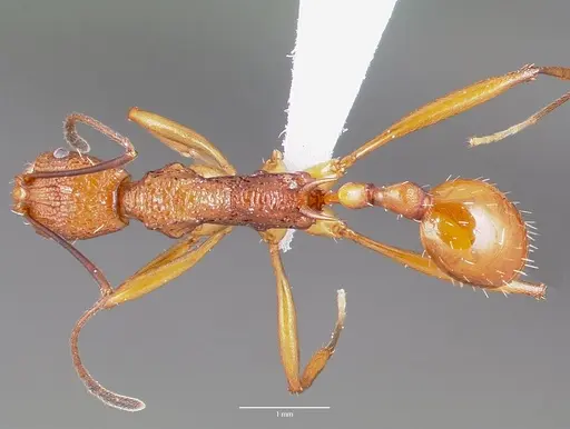 Malagidris jugum - CASENT0427688