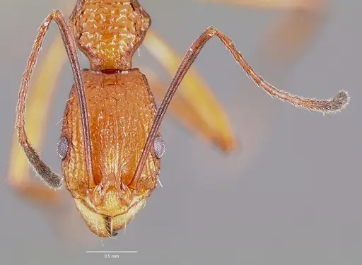 Malagidris jugum - CASENT0427688