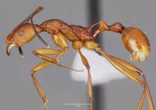 Malagidris jugum - CASENT0427688