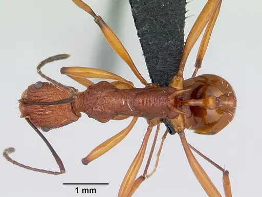 Malagidris jugum - CASENT0494278