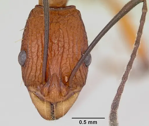 Malagidris jugum - CASENT0494278