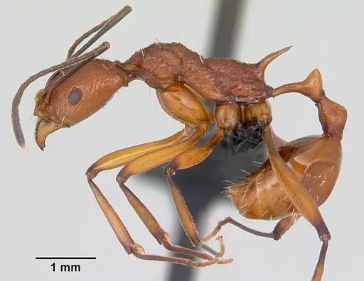 Malagidris jugum - CASENT0494278